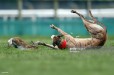 Hare coursing badly exposed by latest film footage...