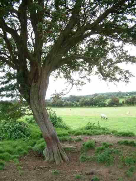 Hawthorn Tree on Hill of Tara