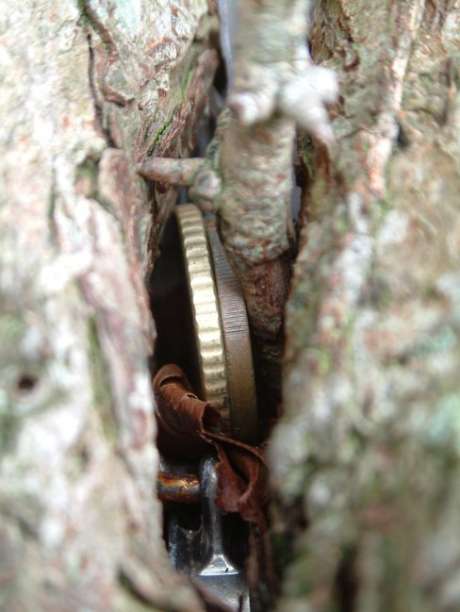 Coins inserted into Tree