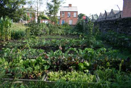 Click on image to see full-sized version Dublin 8 garden: fruit, veggies and flowers a growin'