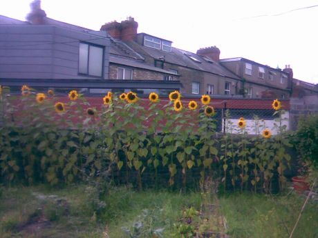 sunflowers mark the border of the new SCR garden in Dublin 8