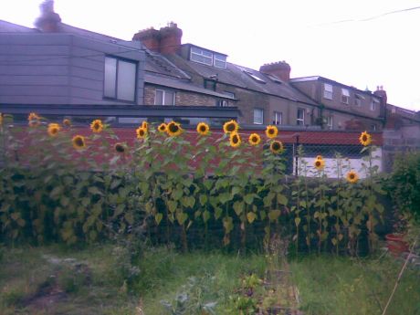 Click on image to see full-sized version sunflowers mark the border of the new SCR garden in Dublin 8