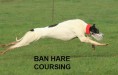 ban hare coursing