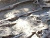 Recovering the remains of the executed