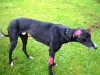 Ex-Racer rescued.
