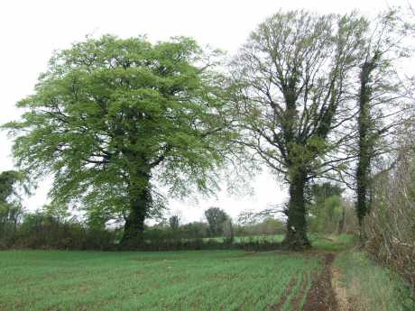 Old Hedgerows with mature native trees.