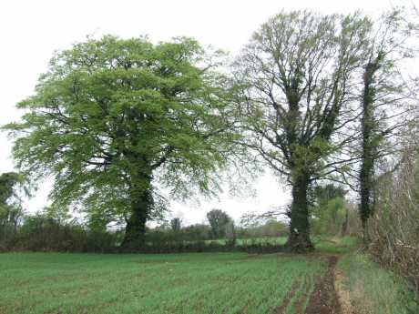 Click on image to see full-sized version Old Hedgerows with mature native trees.