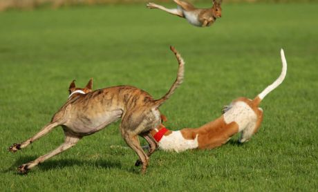 Hare coursing