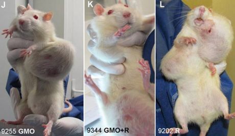 The French team has released shocking images of tumours in mice caused by exclusively eating GM corn.