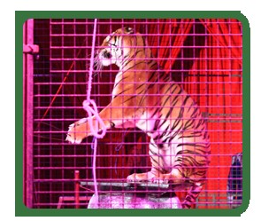 Click on image to see full-sized version ANIMALS SUFFER GREATLY IN THE CIRCUS